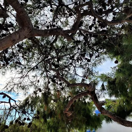 1939 Σπίτι διακοπών